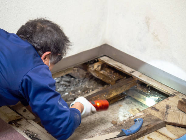 Office Mold Removal Services in Montgomery, AL