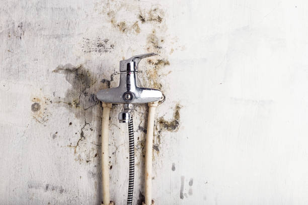Best Emergency Mold Removal  in Montgomery, AL