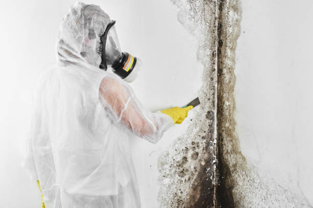 Attic Mold Removal in Montgomery, AL