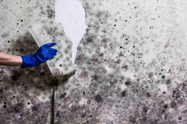 Mold Testing and Removal in Montgomery, AL